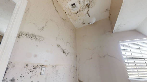 Best Industrial Mold Remediation  in Juneau, AK