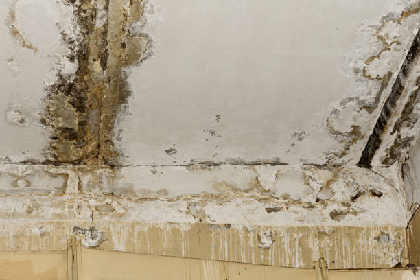 Best Environmental Consulting for Mold Prevention  in Juneau, AK