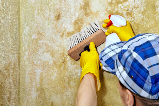 Best Residential Mold Inspection & Testing  in Juneau, AK