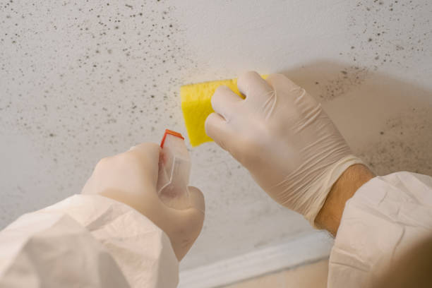 Best Mold Documentation for Insurance Claims  in Juneau, AK