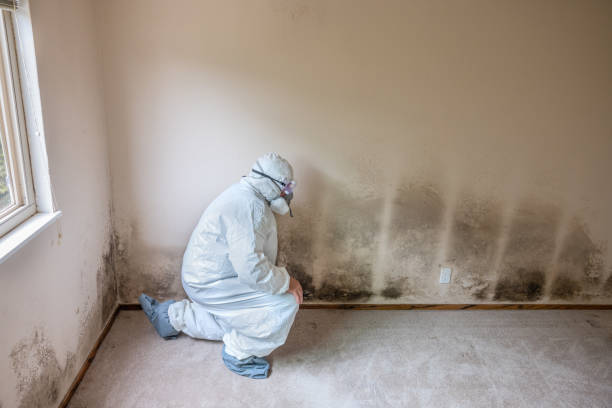 Best Asbestos and Lead Testing During Mold Inspection  in Juneau, AK