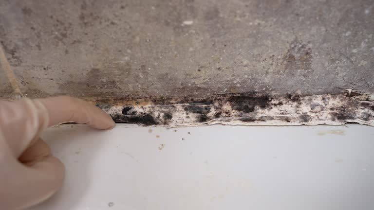 Best Mold Remediation for Vacation Homes  in Juneau, AK